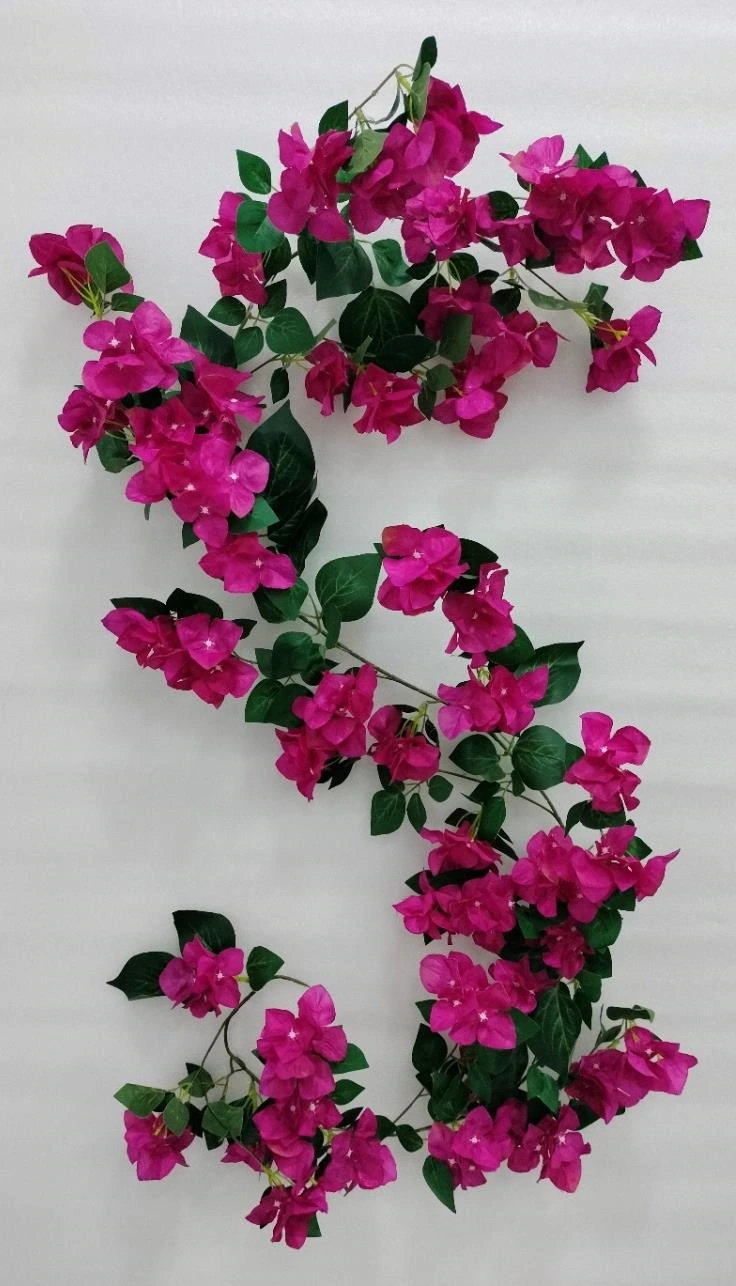 Bougainvillea Creeper x1 With Branch 180cm
